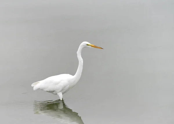 great egret, also known as the common egret, large egret, or great white egret or great white heron, walking in shallow coastal water hunting and catching fish