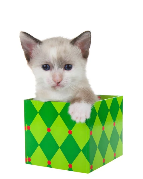 Очаровательный Маленький Сиамский Котенок Выскакивает Красочной Зеленой Коробки Подарка Рождество — стоковое фото