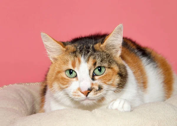 Portrét Krásné Calico Kočka Ležící Posteli Nervózně Hledící Diváka Jasně — Stock fotografie