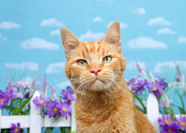 Adorable Gato Jengibre Naranja Mirando Directamente Espectador Con Expresión Escéptica — Foto de Stock