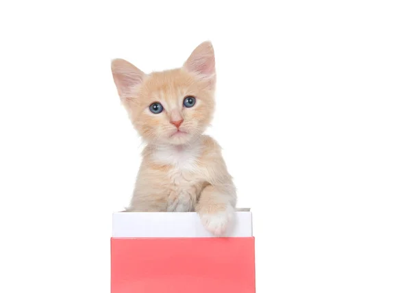 Adorable Potenciador Naranja Gatito Blanco Que Alcanza Punto Máximo Una — Foto de Stock