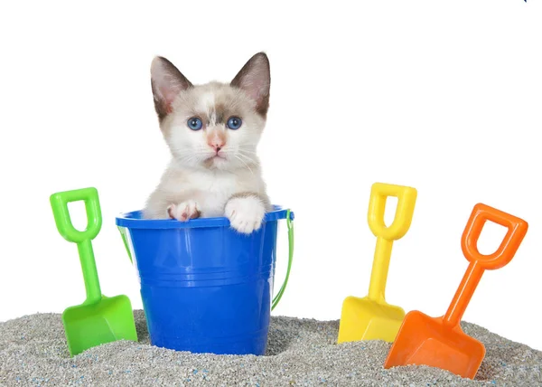 Gatinho Mistura Siamês Bonito Saindo Balde Areia Brinquedo Uma Praia — Fotografia de Stock