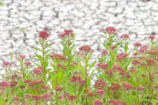 가뭄에 습지에서 자라는 Rose Milkweed Rose Milk Flower Swamp Silkweed — 스톡 사진