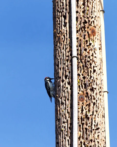 Acorn Woodpecker Pecking Power Line Pole Inserting Acorns Birds Collect — Stock Photo, Image