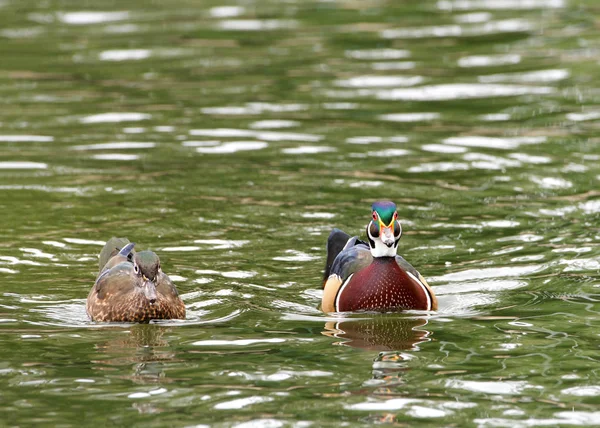 Male Female Wood Ducks Swimming Pond Light Reflecting Wood Duck — Stock Photo, Image