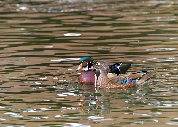 Male and female wood ducks, swimming in a pond with light reflecting. The wood duck or Carolina duck is a species of perching duck and is one of the most colorful North American waterfowl