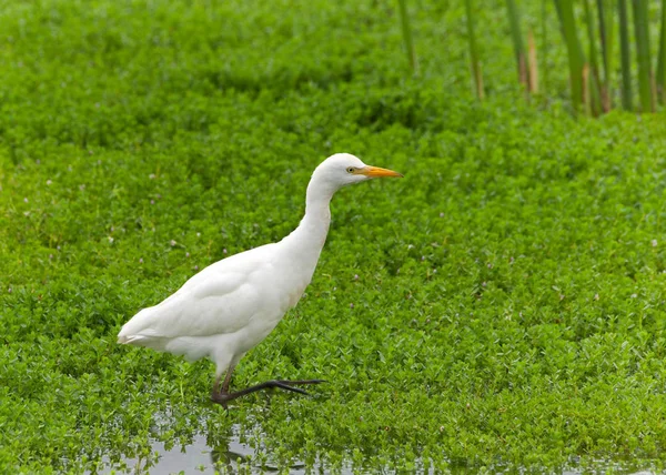 one Cattle Egret foraging for food in shallow marsh waters. The cattle egret nests in colonies, which are often found around bodies of water.