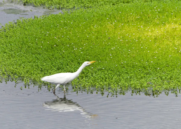 one Cattle Egret foraging for food in shallow marsh waters. The cattle egret nests in colonies, which are often found around bodies of water.