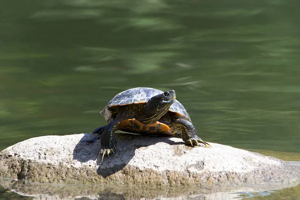 One Slider Turtle Sunning Rock Looking Viewers Right Also Known Stock Image