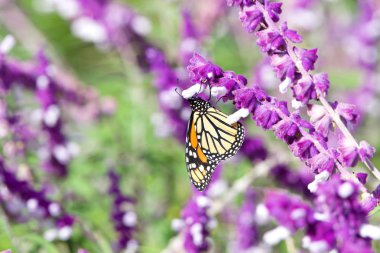 Kral kelebeği parlak güneşli bir günde mor Meksika adaçayı çiçeklerinden nektar içiyor. Kral kelebeği ikonik bir tozlaştırıcı türü olarak kabul edilir.