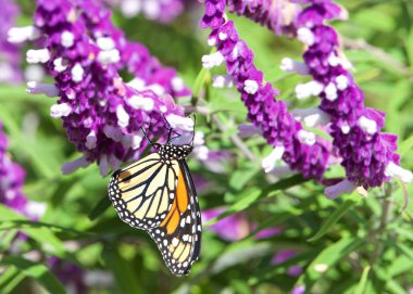 Kral kelebeği parlak güneşli bir günde mor Meksika adaçayı çiçeklerinden nektar içiyor. Kral kelebeği ikonik bir tozlaştırıcı türü olarak kabul edilir.