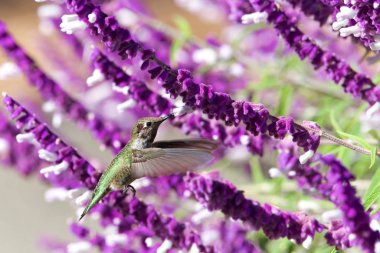 dişi Annas Hummingbird mor Meksika adaçayı çiçeklerinden nektar içiyor. 