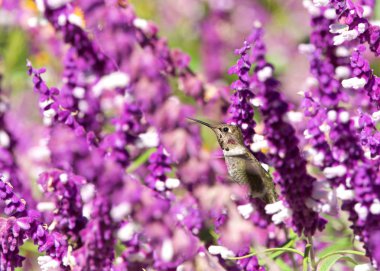 dişi Annas Hummingbird mor Meksika adaçayı çiçeklerinden nektar içiyor. 