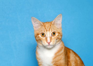 Doğrudan izleyiciye bakan sevimli turuncu ve beyaz tekir bir kedinin portresi. Mavi arkaplan.
