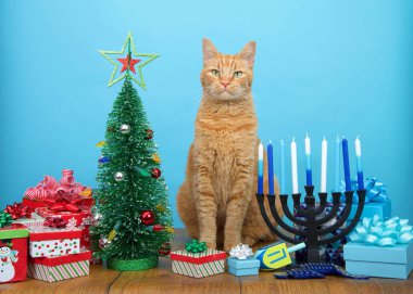 Noel ağacı ile Hanukkah Menorah arasında oturup izleyiciye bakan sevimli orangutan kedi. Birçok çok inançlı aile hem Noel 'i hem de Hanuka' yı kutlar. Mutlu Chrismukkah.