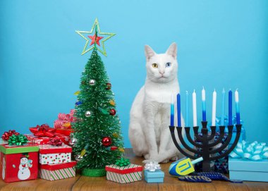 Heterokromisi olan sevimli beyaz kedi yavrusu (garip gözler) bir Noel ağacı ile seyirciye bakan bir Hanuka Menorah arasında oturuyor. Birçok çok inançlı aile hem Noel 'i hem de Hanuka' yı kutlar. Mutlu Chrismukkah.