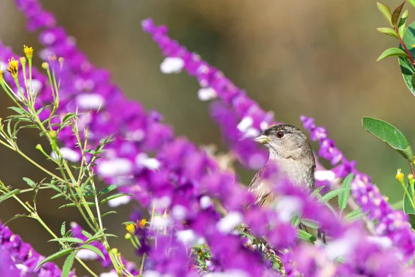 Sarı popolu bir erkek Warbler mor Meksika adaçayı çiçeklerine tünemiş çiçeklerin arasından solculara bakıyor..