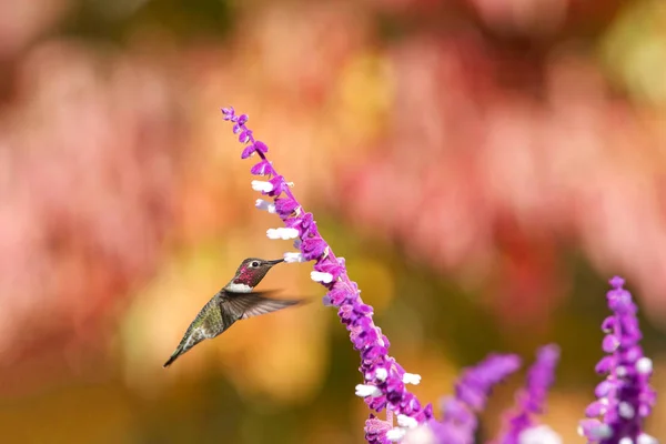 Video Maschio Annas Hummingbird Bere Nettare Viola Messicano Sage Fiori — Foto Stock