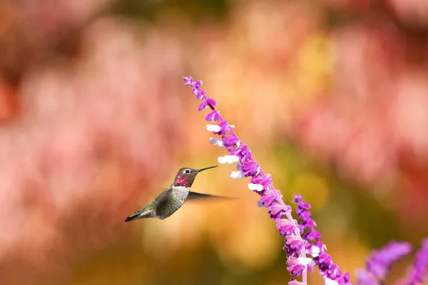 一只安那斯蜂鸟喝着紫色墨西哥鼠尾草花的花蜜 振奋人心的金黄色叶子 背景不集中 外场深度浅 — 图库照片