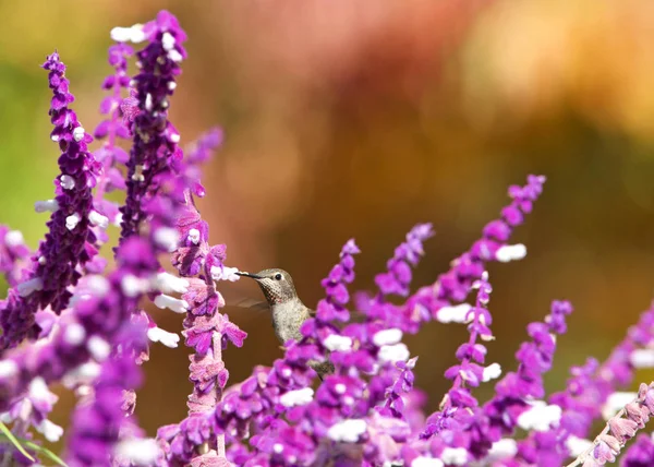 Bir dişi Annas Hummingbird mor Meksika adaçayı çiçeklerinden nektar içiyor.. 