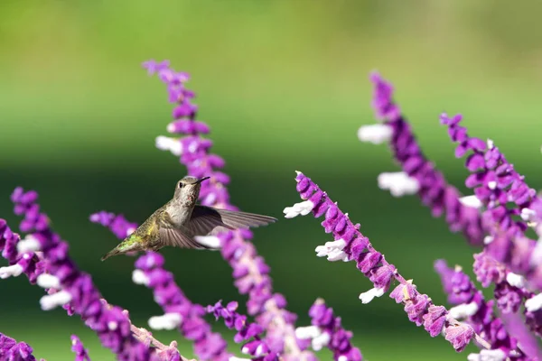 雌性安那斯蜂鸟饮用来自紫色墨西哥鼠尾草花的花蜜 — 图库照片