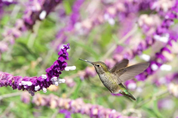 一只安那斯蜂鸟喝着紫色墨西哥鼠尾草花蜜 — 图库照片