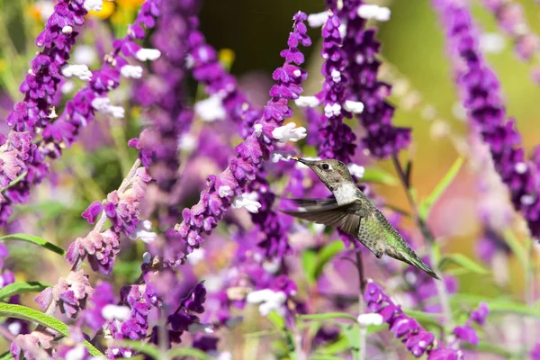 dişi Annas Hummingbird mor Meksika adaçayı çiçeklerinden nektar içiyor. 