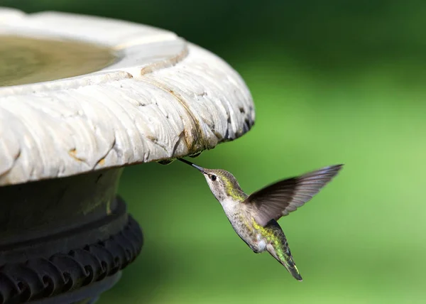 Närbild Annas Kolibri Dricka Från Vattendroppar Från Ett Fågelbad Grön — Stockfoto