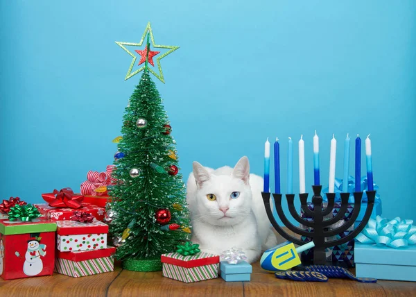 Heterokromisi olan sevimli beyaz kedi yavrusu (garip gözler) bir Noel ağacı ile Hanuka Menorah arasında yatıyor. Birçok çok inançlı aile hem Noel 'i hem de Hanuka' yı kutlar. Mutlu Chrismukkah.