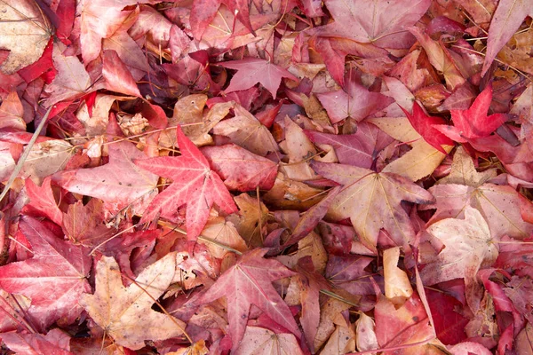 Close Many Autumn Leaves Wet Rain Sweet Gumtree Leaves Brown — Stock Photo, Image