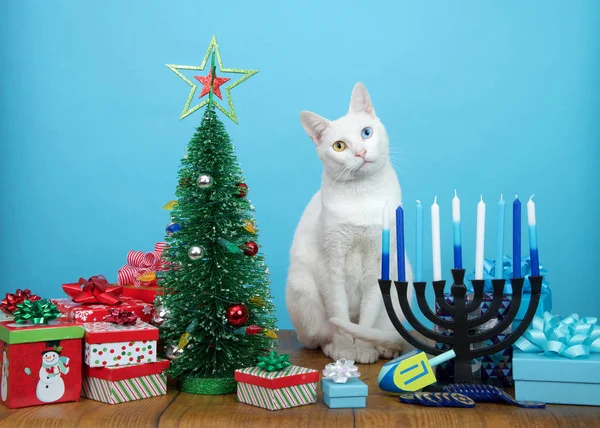 Heterokromisi olan sevimli beyaz kedi yavrusu (garip gözler) bir Noel ağacı ile Hanuka Menorah arasında oturuyor, başı eğik. Birçok çok inançlı aile hem Noel 'i hem de Hanuka' yı kutlar. Mutlu Chrismukkah.