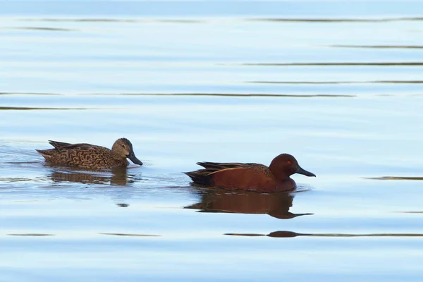 Männliches Und Weibliches Paar Zimtkricken Eine Art Streichelnde Enten Das — Stockfoto