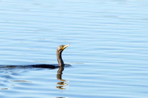 Doppelhaubenkormoranschwimmen Der Doppelhaubenkormoran Kommt Der Nähe Von Flüssen Und Seen — Stockfoto