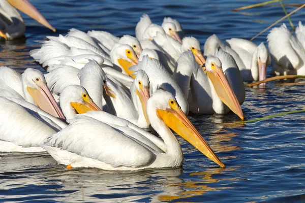 Many American White Pelicans Swimming Lake Looking Food Pelicans Have — Stock Photo, Image