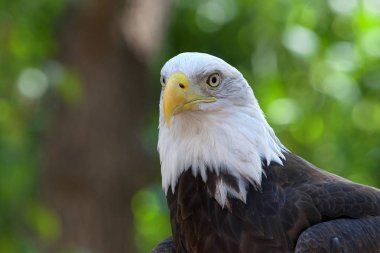 Keltoş Kartal 'ın yakın portresi, kafa ve omuzlar. Arka planda yeşil ağaçlar var. Kel kartal, Amerika Birleşik Devletleri 'nin hem ulusal hem de ulusal kuşudur..