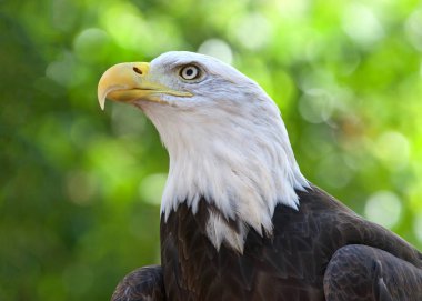 Keltoş Kartal 'ın yakın portresi, kafa ve omuzlar. Arka planda yeşil ağaçlar var. Kel kartal, Amerika Birleşik Devletleri 'nin hem ulusal hem de ulusal kuşudur..