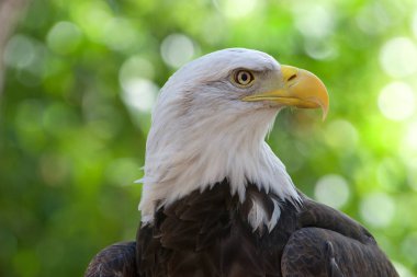 Keltoş Kartal 'ın yakın portresi, kafa ve omuzlar. Arka planda yeşil ağaçlar var. Kel kartal, Amerika Birleşik Devletleri 'nin hem ulusal hem de ulusal kuşudur..