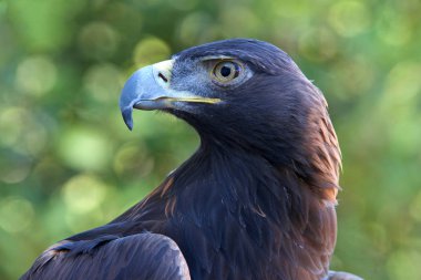 Sağa bakan bir Altın Kartal portresi. Yüzyıllardır, bu tür şahinlerde en çok saygı gören kuşlardan biri olmuştur..