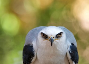 İzleyiciye dikkatle bakan beyaz kuyruklu bir uçurtmayı kapat. Beyaz kuyruklu uçurtma, Kuzey Amerika 'nın batısında ve Güney Amerika' nın bazı bölgelerinde bulunan küçük bir yırtıcıdır.
