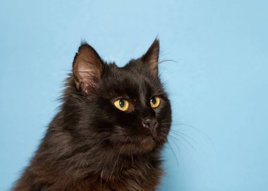 Uzun saçlı, siyah bir kedinin portresi. Parlak sarı gözlü. Seyircilere bakıyor.. 