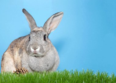 Yeşil çimenlerin üzerinde oturan sevimli gri ve kahverengi tavşan soldakilere bakıyor, çimenlerin üzerinde çam kozalağı, kopyalama alanı olan mavi arkaplan.