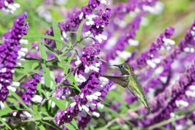 Bir yakut boğazlı sinekkuşu mor Meksika adaçayı çiçekleri arasında uçuyor. Kuzey Amerika 'da Mississippi Nehri' nin doğusunda görülen açık ara en yaygın sinekkuşudur.