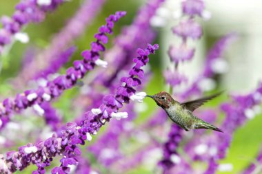 Bir yakut boğazlı sinekkuşu mor Meksika adaçayı çiçekleri arasında uçuyor. Kuzey Amerika 'da Mississippi Nehri' nin doğusunda görülen açık ara en yaygın sinekkuşudur.