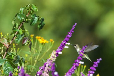 Bir Annas sinekkuşu mor Meksika adaçayı çiçekleri arasında uçuyor. Bu kuşlar uzun bir dil kullanarak çiçeklerden elde edilen nektarla beslenirler..