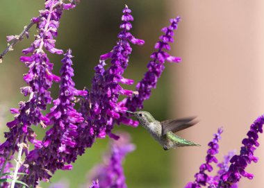 Bir dişi Annas Hummingbird uçan süpürge Salvia leucantha çiçeklerinden nektar içen Meksika çalı sakalı olarak bilinir. Anna, kırmızı tacı olan tek Kuzey Amerika sinekkuşu türüdür..