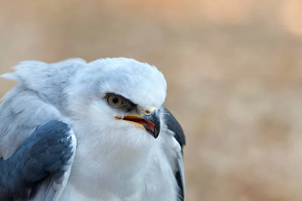 Nahaufnahme Eines Weißen Schwanzmilans Eines Kleinen Greifvogels Der Westen Nordamerikas — Stockfoto