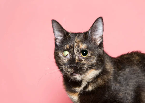 Portré Egy Tortoiseshell Tortie Cica Veleszületett Deformáció Jobb Szem Néz — Stock Fotó