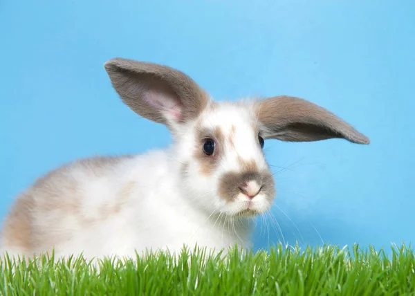 Junges Weißes Kaninchen Mit Braunen Flecken Und Schlappohren Das Leicht — Stockfoto