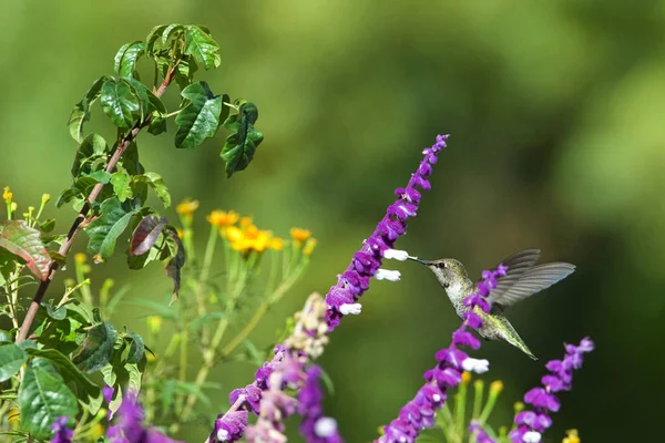 一只安那斯蜂鸟在紫色的墨西哥鼠尾草丛中盘旋 这些鸟儿用长长的可伸长的舌头从花朵中采食花蜜 — 图库照片
