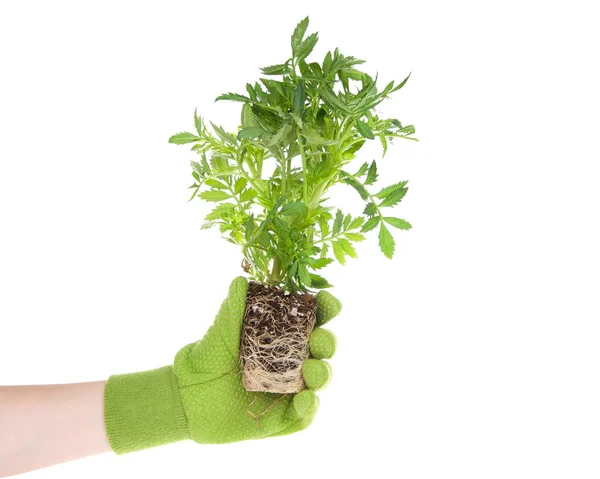 Zöld Kesztyű Kéz Marigold Növény Gyökér Kötött Elszigetelt Fehér Ahogy — Stock Fotó